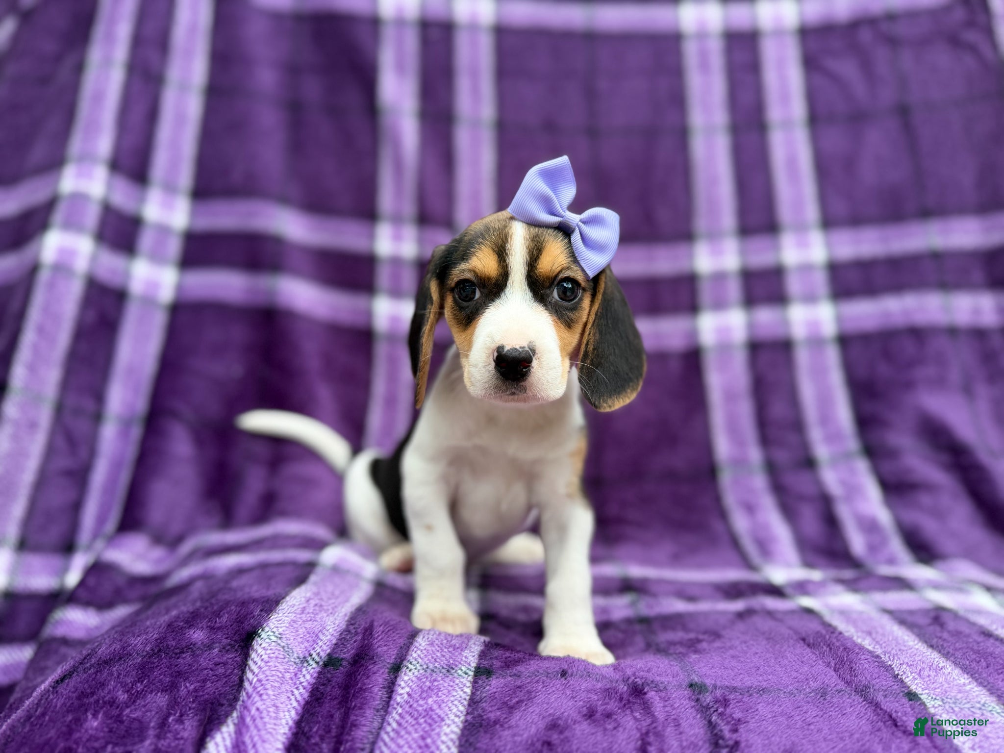 Beagle dogs Pooh - Ad 38