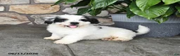 Mini Bernedoodle dogs for sale: Randy - Ad 4