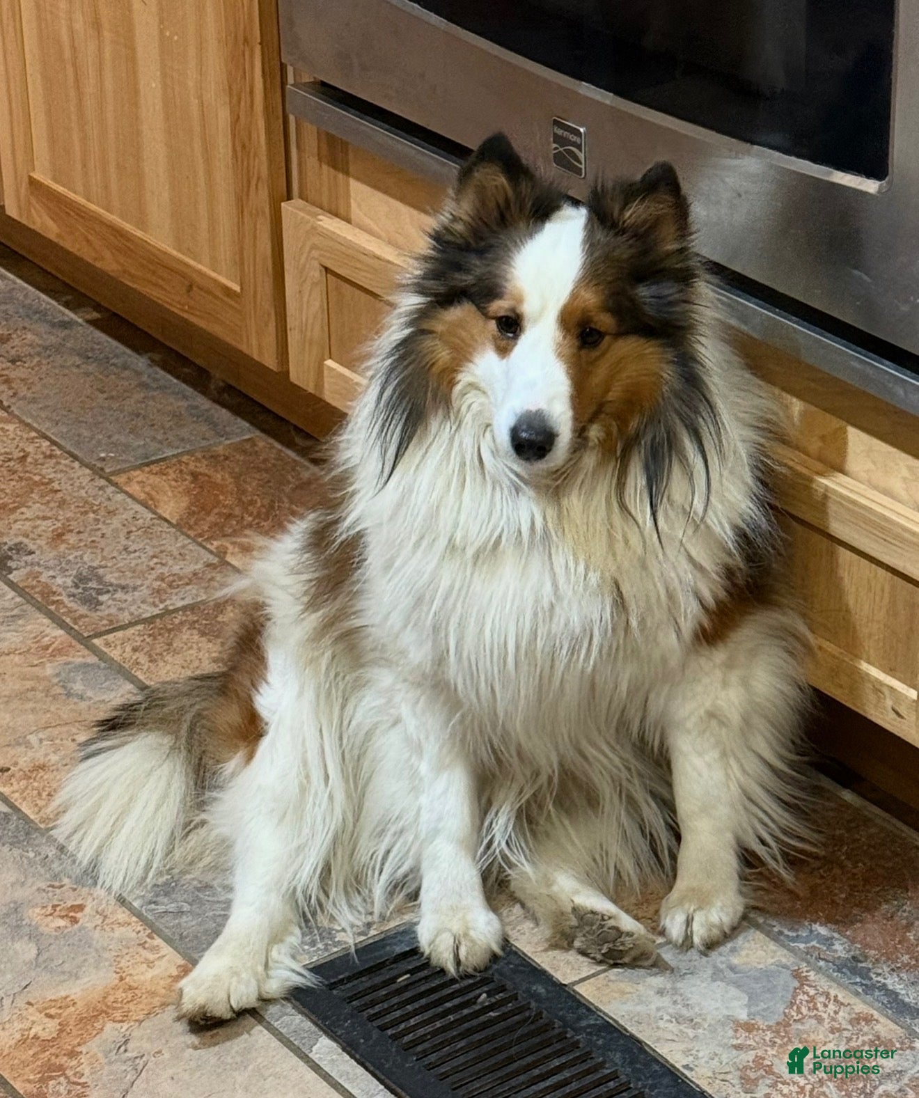 Shetland Sheepdog dogs for sale: Shetland Sheepdog 1 - Ad 2