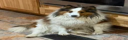 Shetland Sheepdog dogs for sale: Shetland Sheepdog 2 - Ad 3