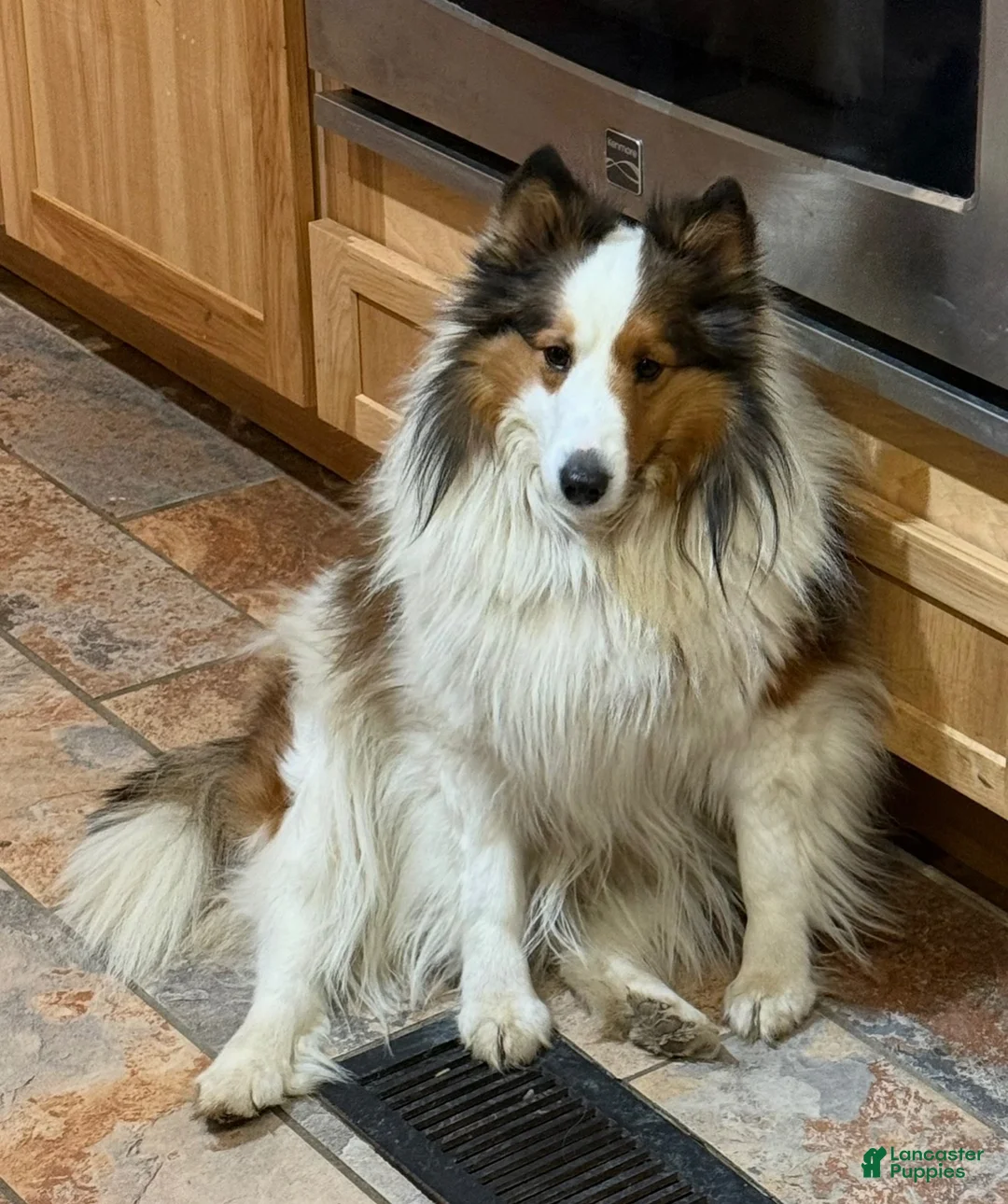 Shetland Sheepdog dogs for sale: Shetland Sheepdog 1 - Ad 2