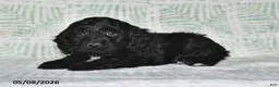 Cockapoo dogs for sale: Milo - Ad 2