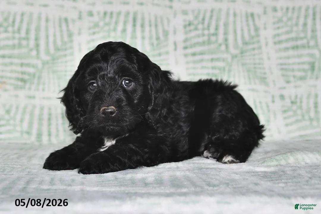 Cockapoo dogs for sale: Milo - Ad 2