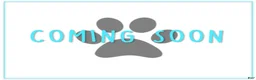 Cavapoo dogs for sale: Striker - Ad 1
