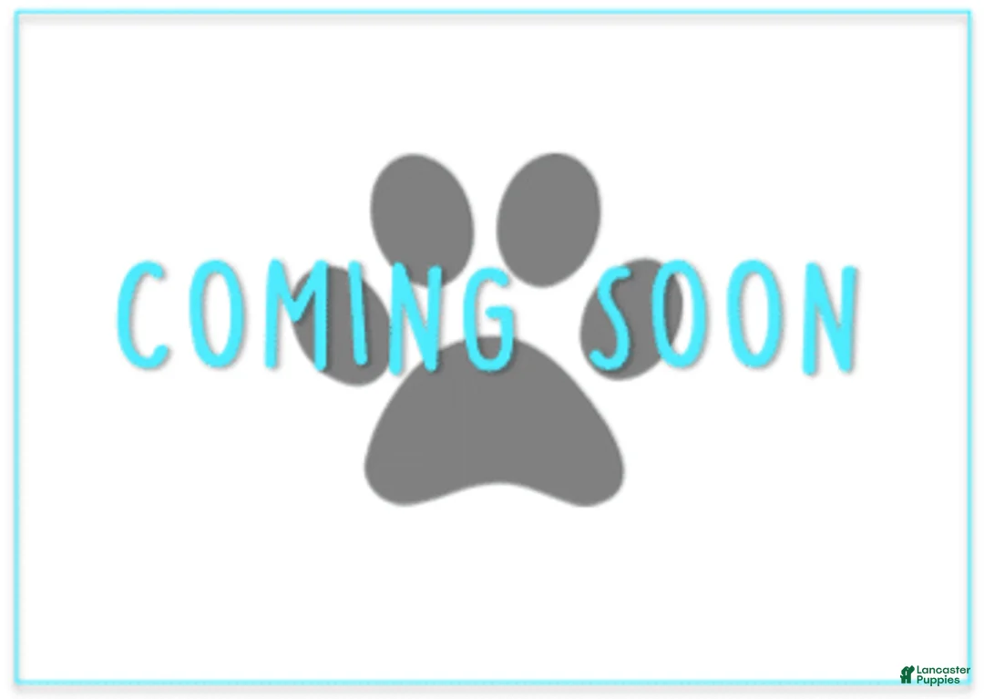 Cavapoo dogs for sale: Striker - Ad 1