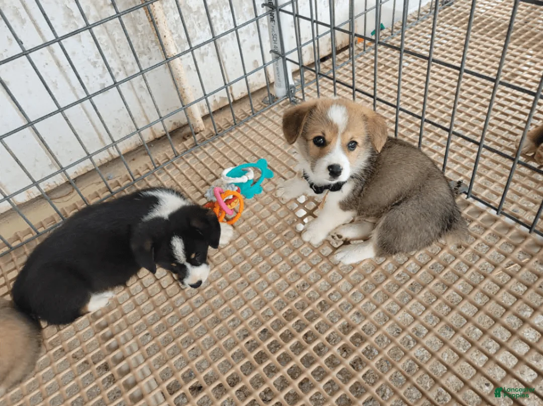 Gallery Image {{count}}