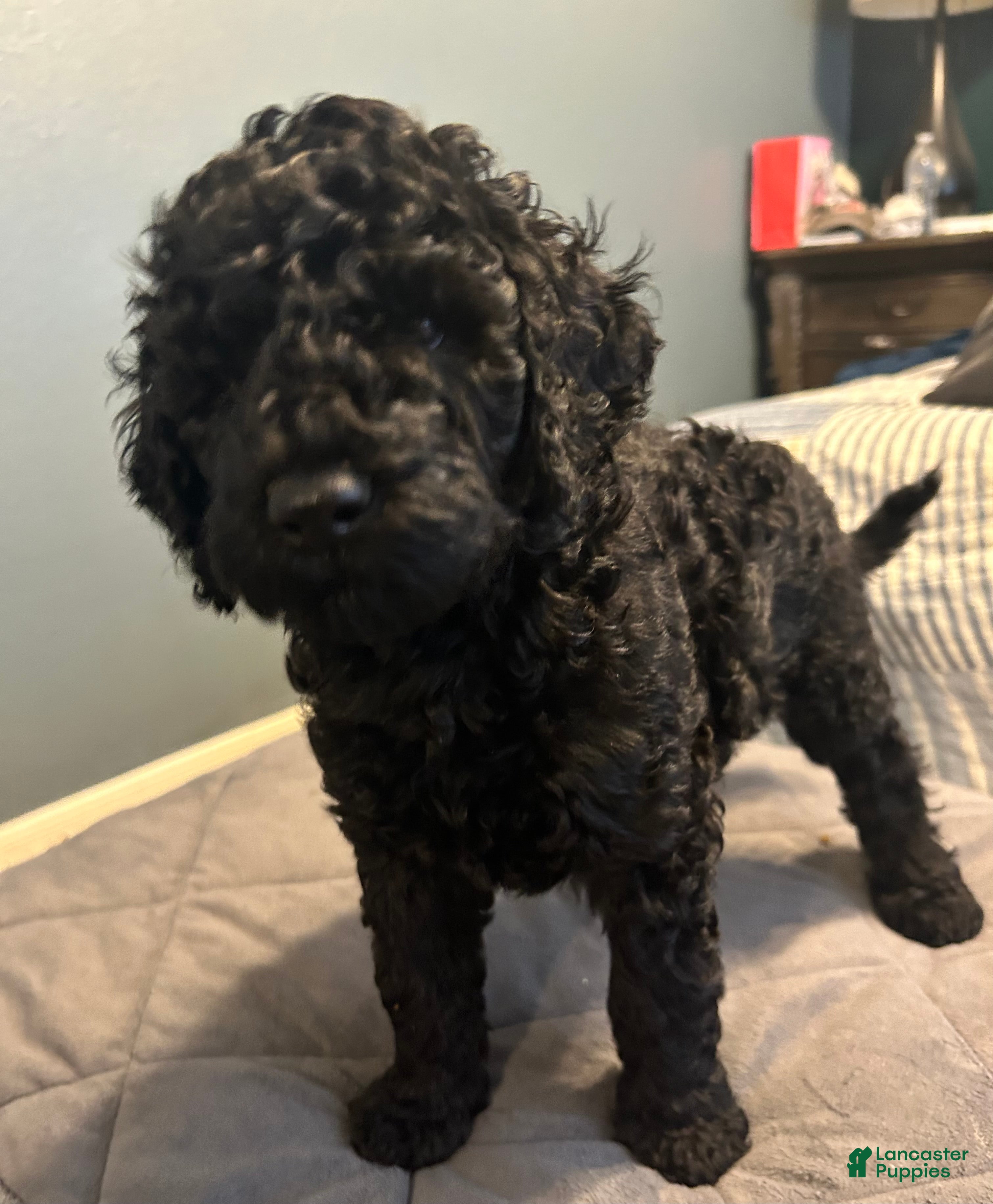 Standard Poodle dogs Standard Poodle 1 - Ad 2