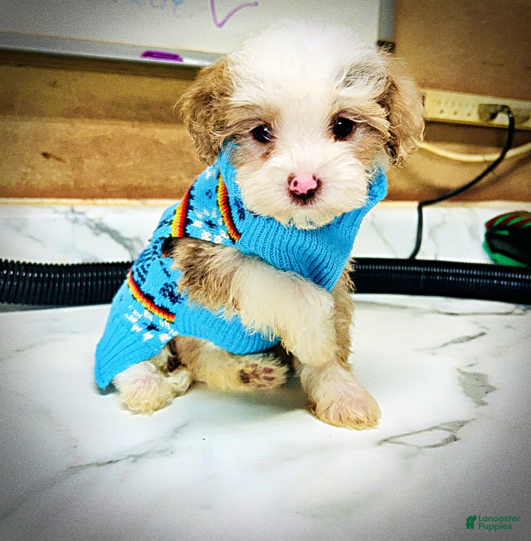 Havapoo dogs for sale: Whisper - Ad 1