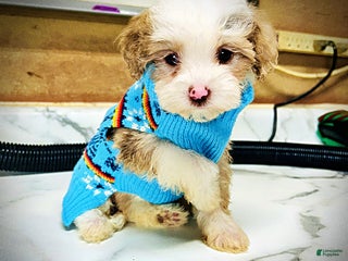 Havapoo dogs Whisper - Ad 11