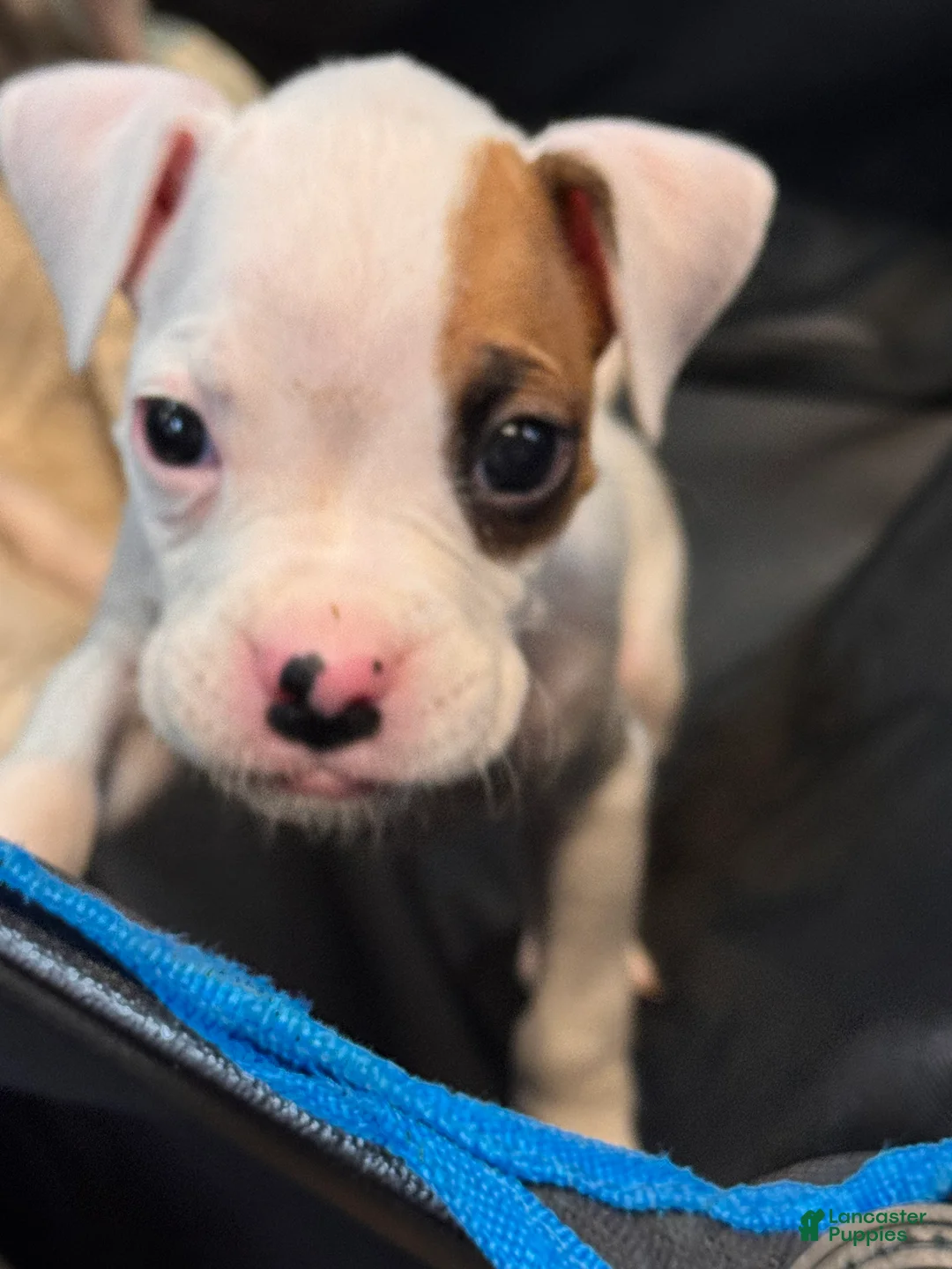 Boxer dogs for sale: Raphael - Ad 1