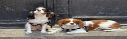 Cavalier King Charles Spaniel dogs for stud: stud service  - Ad 2