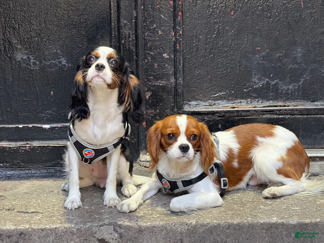 Cavalier King Charles Spaniel dogs for stud: stud service  - Ad 2