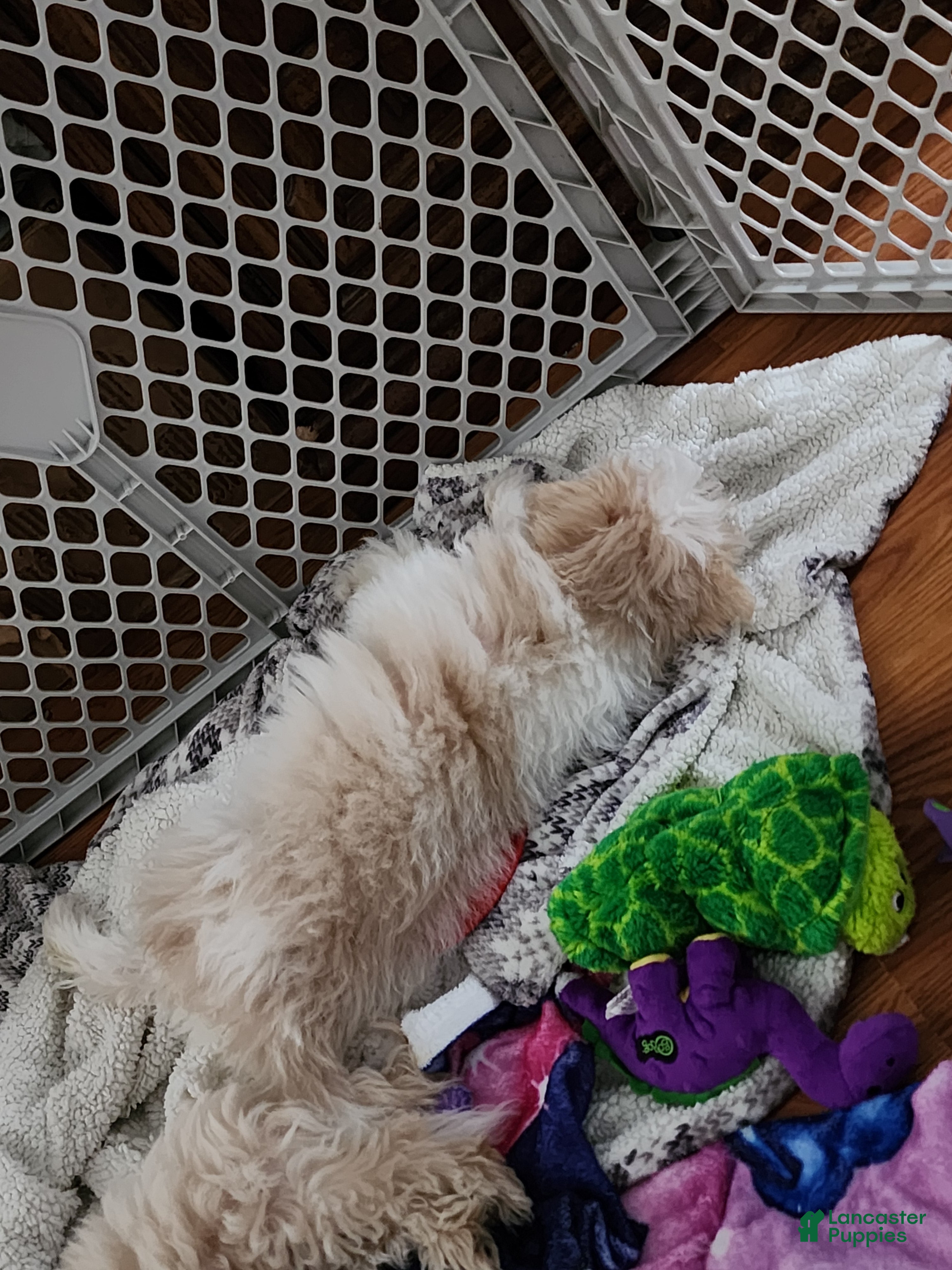 Pomapoo dogs Chole - Ad 31