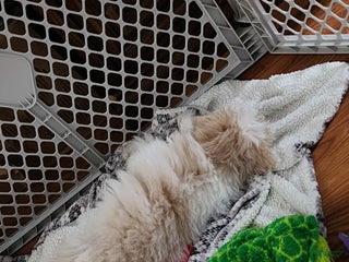 Pomapoo dogs Chole - Ad 31