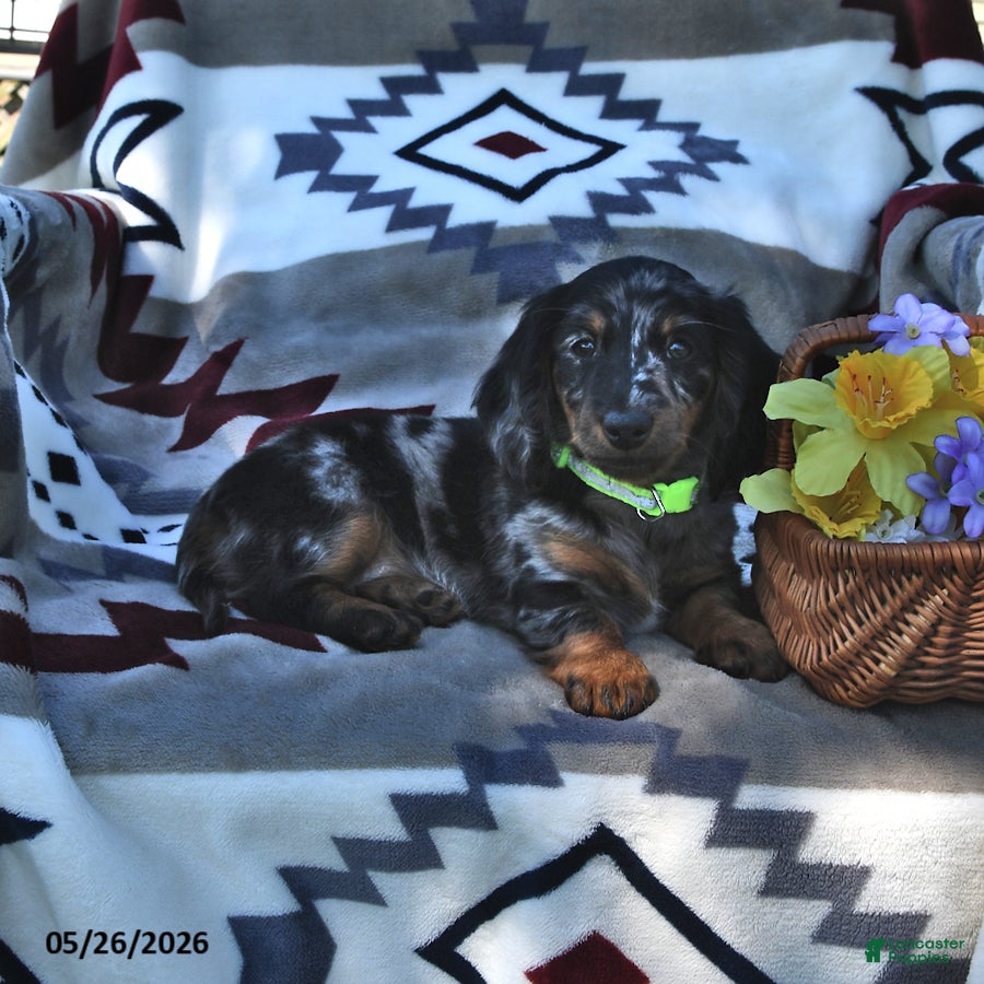 Miniature Dachshund dogs Kelsie - Ad 2