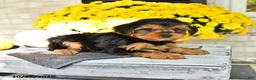 Yorkshire Terrier dogs for sale: Rover - Ad 2