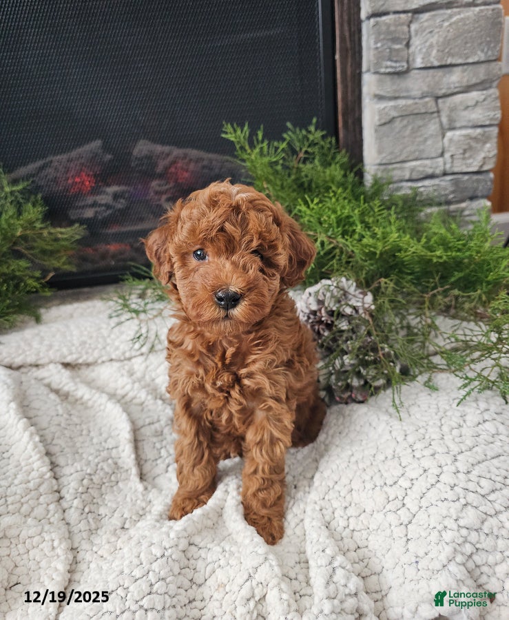 Mini Goldendoodle dogs Bella - Ad 9