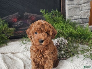 Mini Goldendoodle dogs Bella - Ad 9