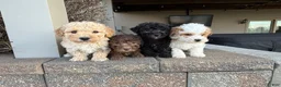 Miniature Poodle dogs for sale: Mini Parker - Ad 15