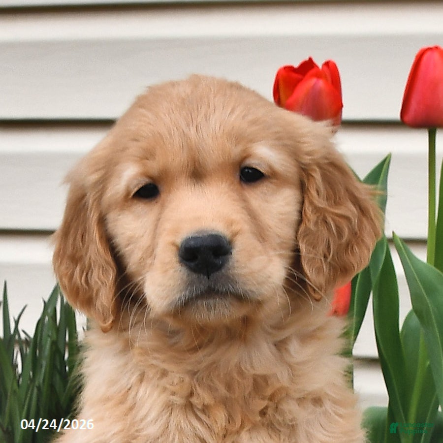 Golden Retriever dogs Missie - Ad 2