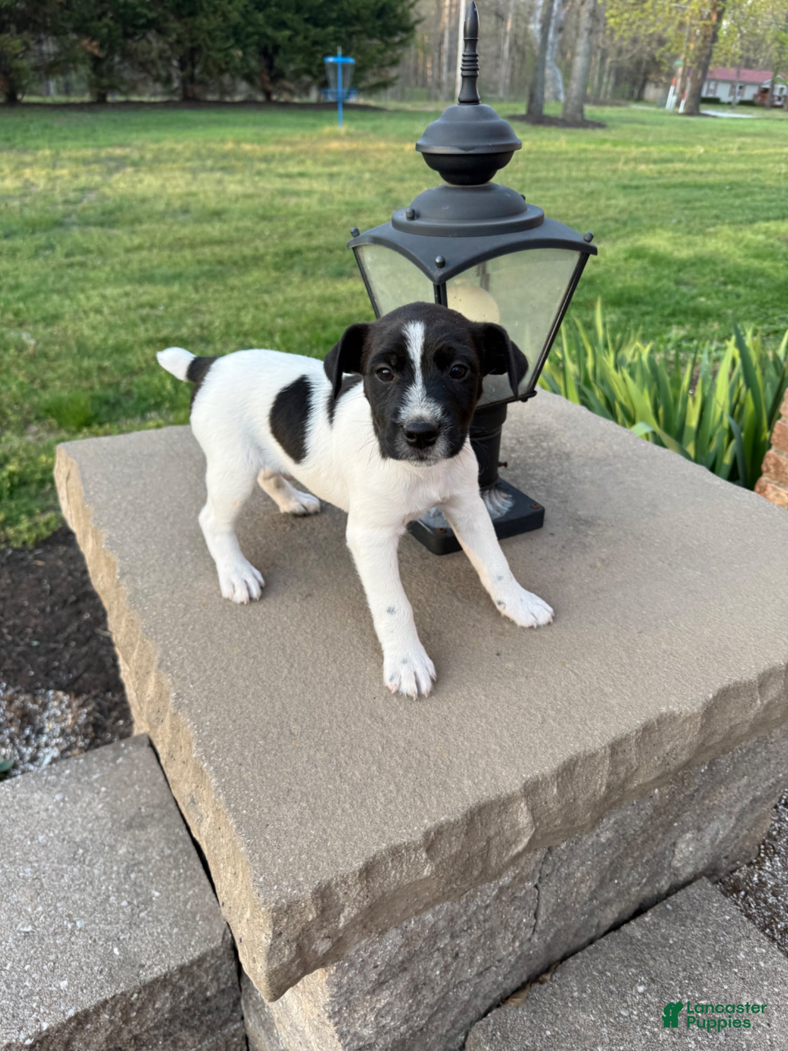 Jack Russell Terrier dogs Jrtca Rocky  - Ad 2