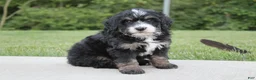 Mini Bernedoodle dogs for sale: Cooper - Ad 4