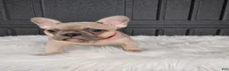 French Bulldog dogs for sale: Fargo  - Ad 5
