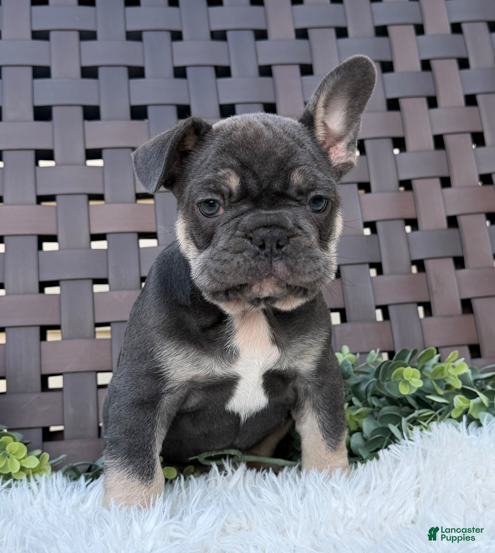 Mixed Breed dogs Mixed Breed 1 - Ad 2
