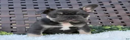 Mixed Breed dogs for sale: Mixed Breed 1 - Ad 2