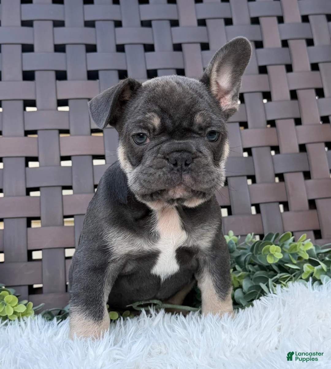 Mixed Breed dogs for sale: Mixed Breed 1 - Ad 2
