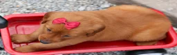 Golden Retriever dogs for sale: Quinny 🐾  - Ad 18