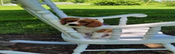 Cavapoo dogs for sale: Cavapoo Puppy 1 - Ad 1