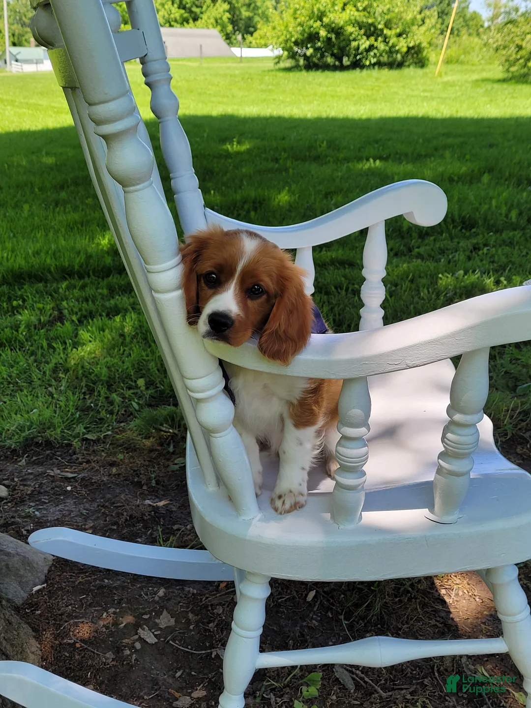 Cavapoo dogs for sale: Cavapoo Puppy 1 - Ad 1