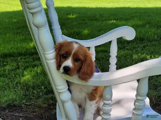 Cavapoo dogs for sale: Cavapoo Puppy 1 - Ad 2