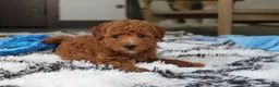 Bichpoo dogs for sale: Jenson - Ad 8