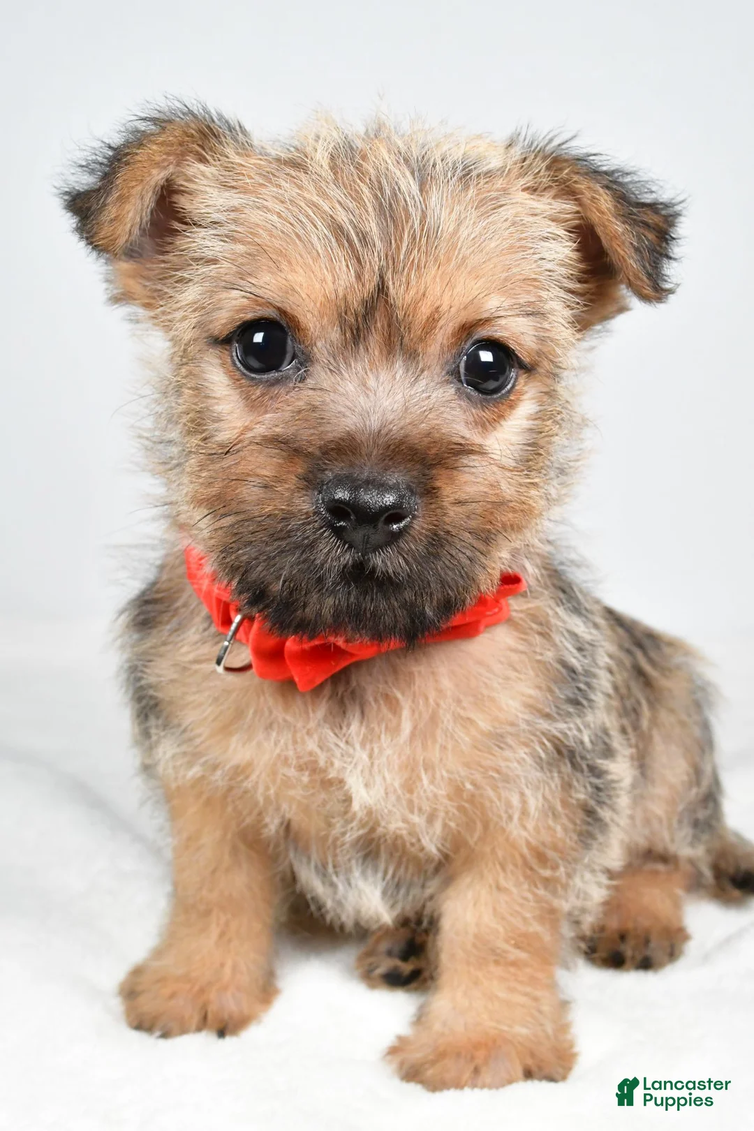 Cairn Terrier dogs for sale: Chester - Ad 2