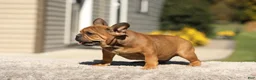 French Bulldog dogs for sale: Otto – Fawn Brindle - Ad 10