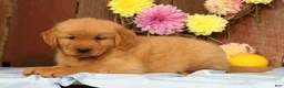 Golden Retriever dogs for sale: Hosea - Ad 8