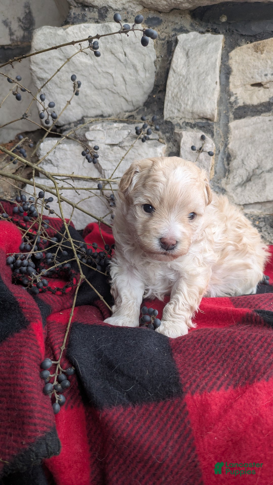 Mini Bernedoodle dogs for sale: Mini Bernedoodle Puppy 1 - Ad 3