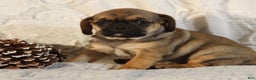 Puggle dogs for sale: Tracy - Ad 1