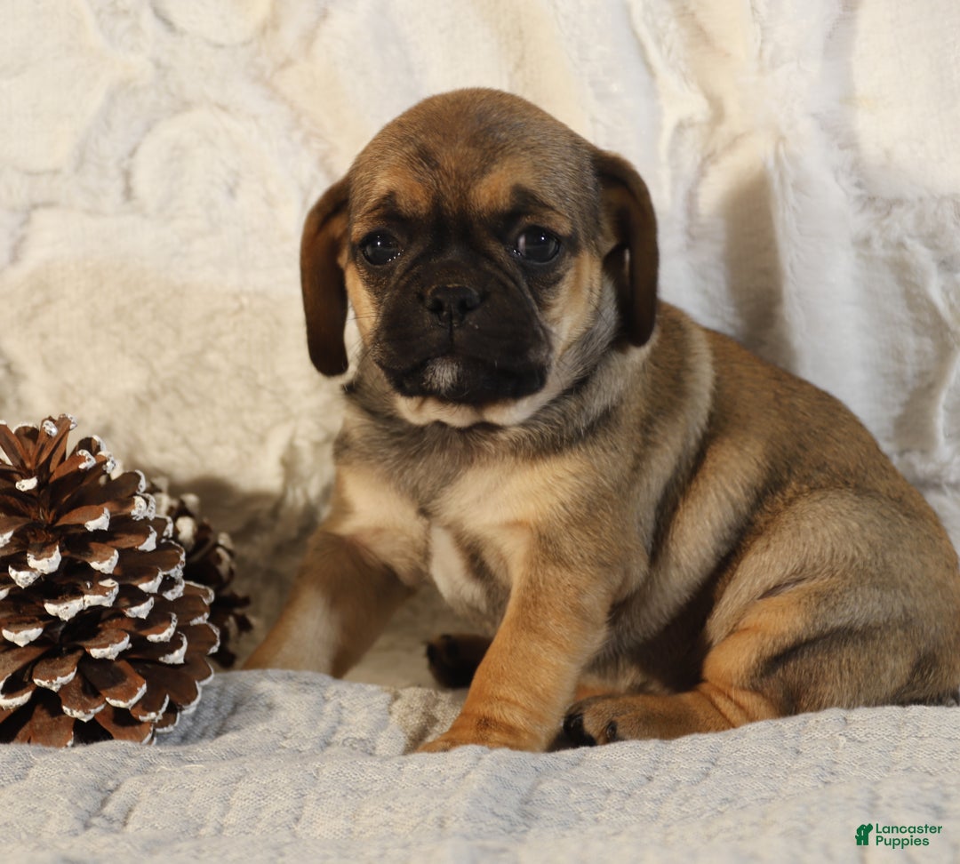 Puggle dogs for sale: Tracy - Ad 1