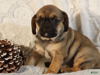 Puggle dogs Tracy - Ad 19