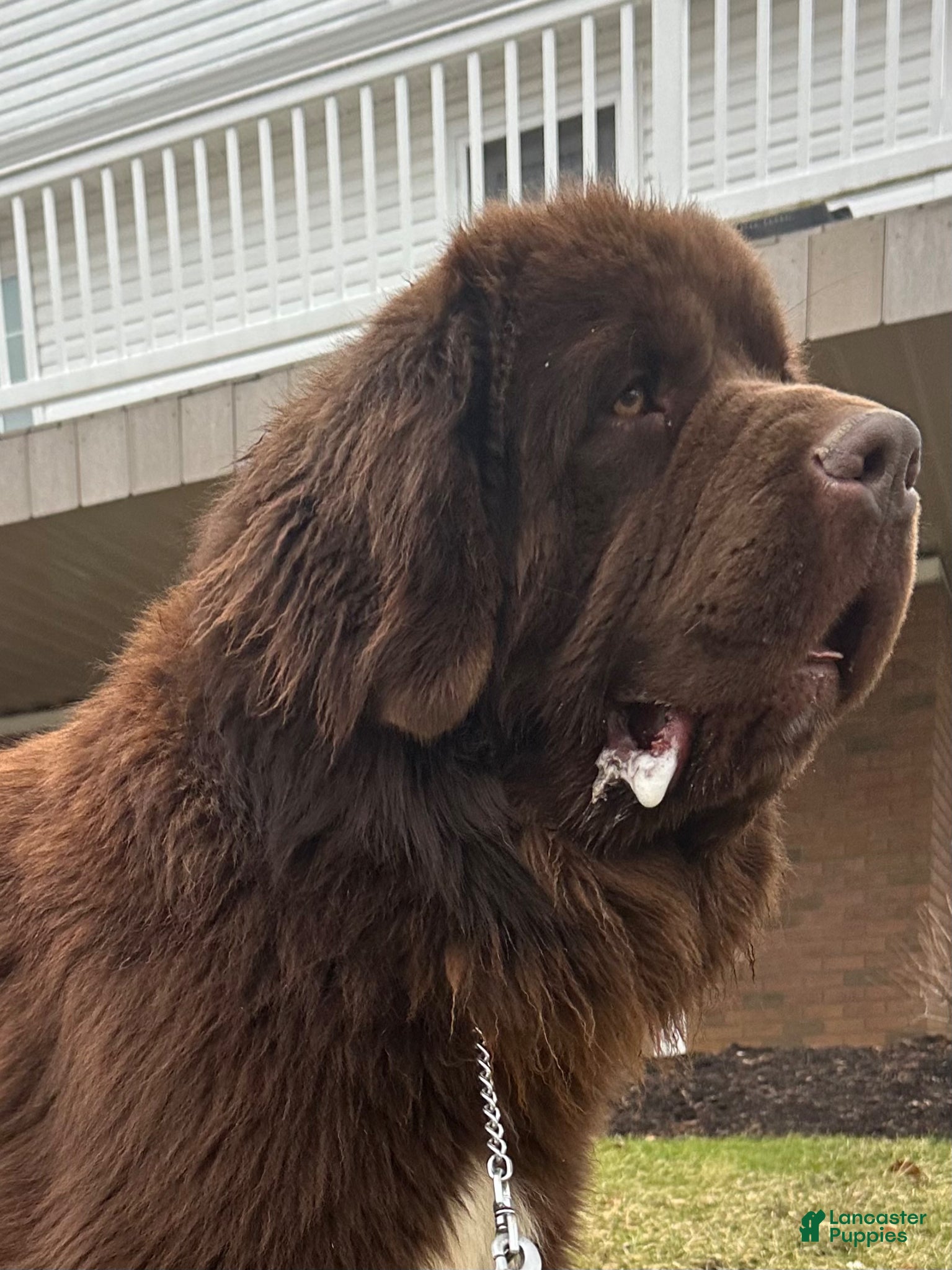 Newfoundland dogs for sale: “ Peeta” OFA, CH, AKC,  - Ad 8