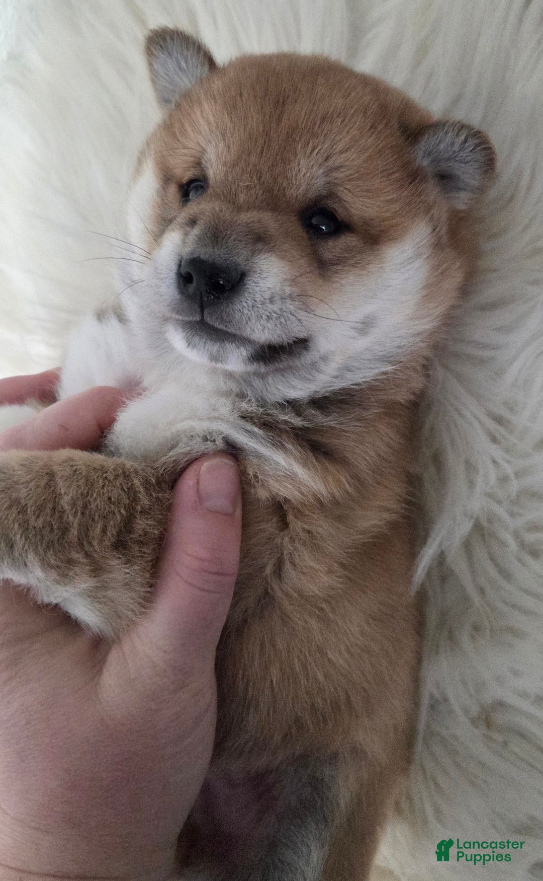 Shiba Inu dogs for sale: Ashton - Ad 7