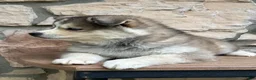 Pomsky dogs for sale: Teddy - Ad 6
