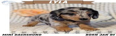 Lyla