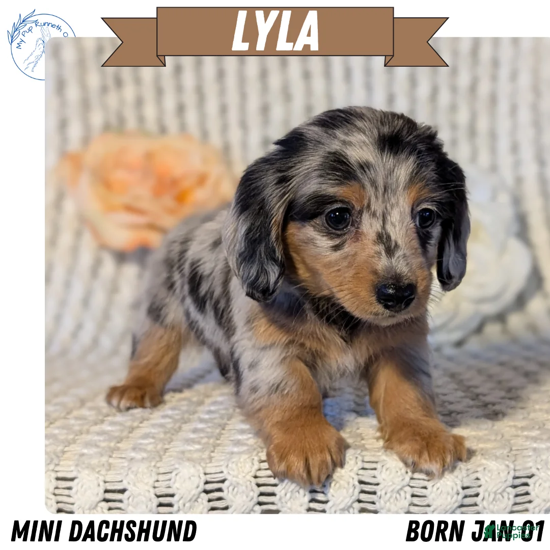 Miniature Dachshund dogs for sale: Lyla - Ad 1