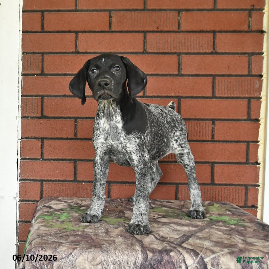 German Shorthaired Pointer dogs Rocky - Ad 2