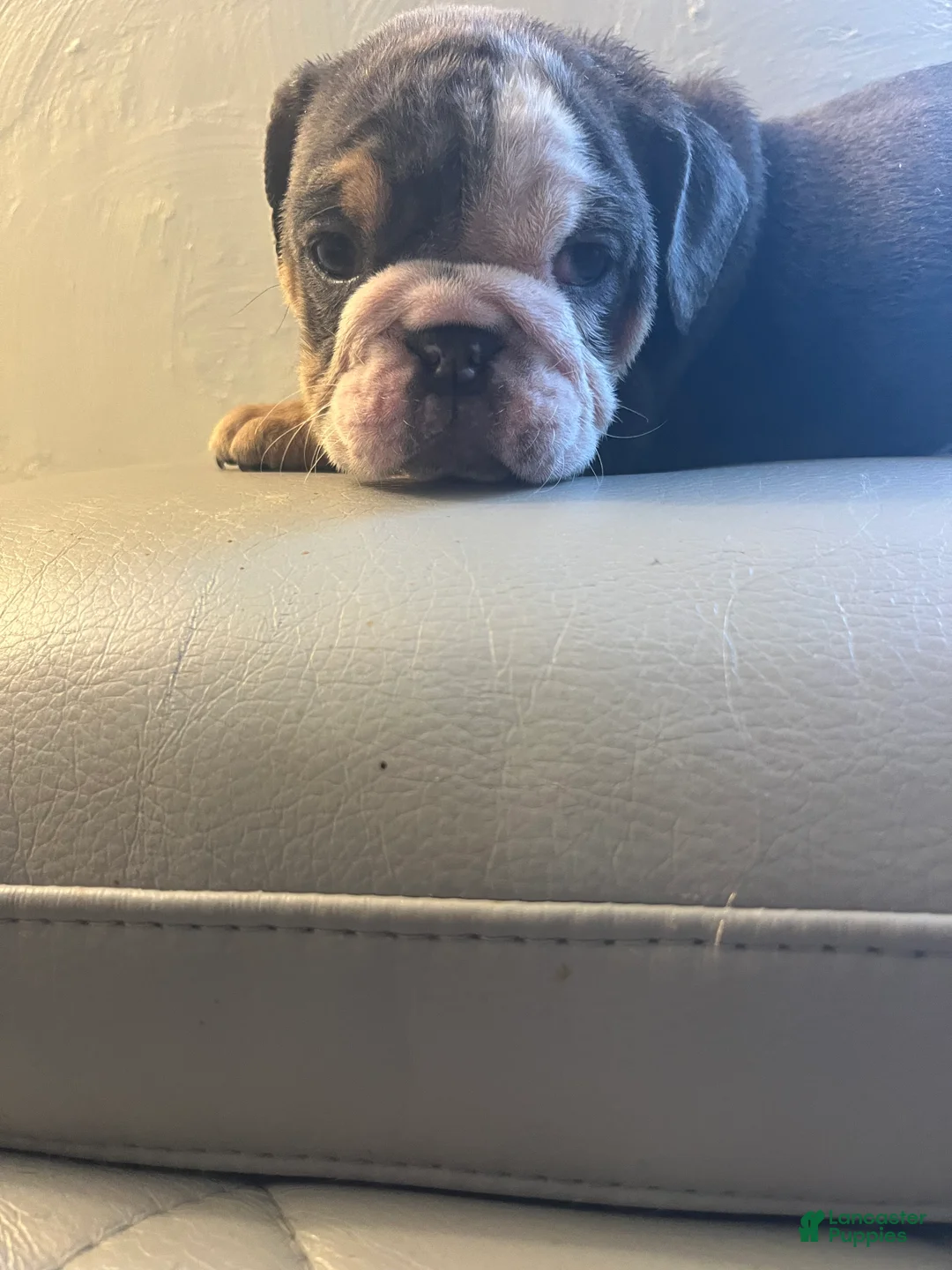 English Bulldog dogs for sale: English Bulldog Puppy 4 - Ad 1