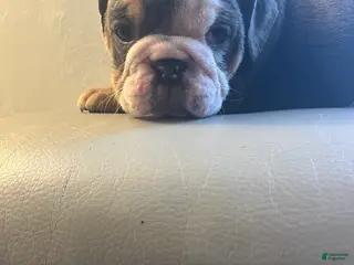 English Bulldog dogs English Bulldog Puppy 4 - Ad 36